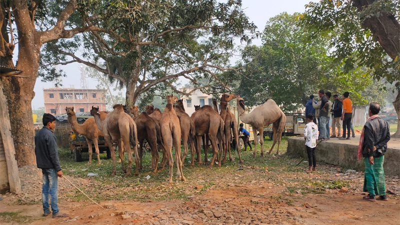 17 camels found in araria