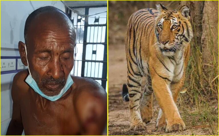 बिहार: गन्ने में छिपा था बाघ, पत्नी पर हमला किया तो 60 वर्षीय पति ने उठाई कुदाल