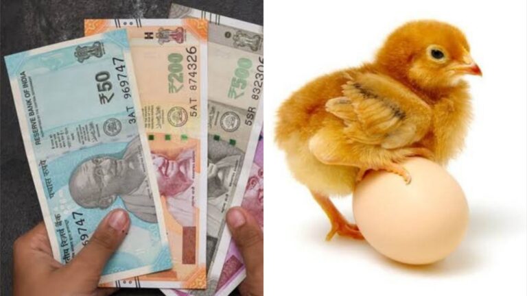 अजब-गजब: बिहार के किशनगंज में 11 सौ रुपये में मुर्गी का एक अंडा, आखिर क्या है वजह