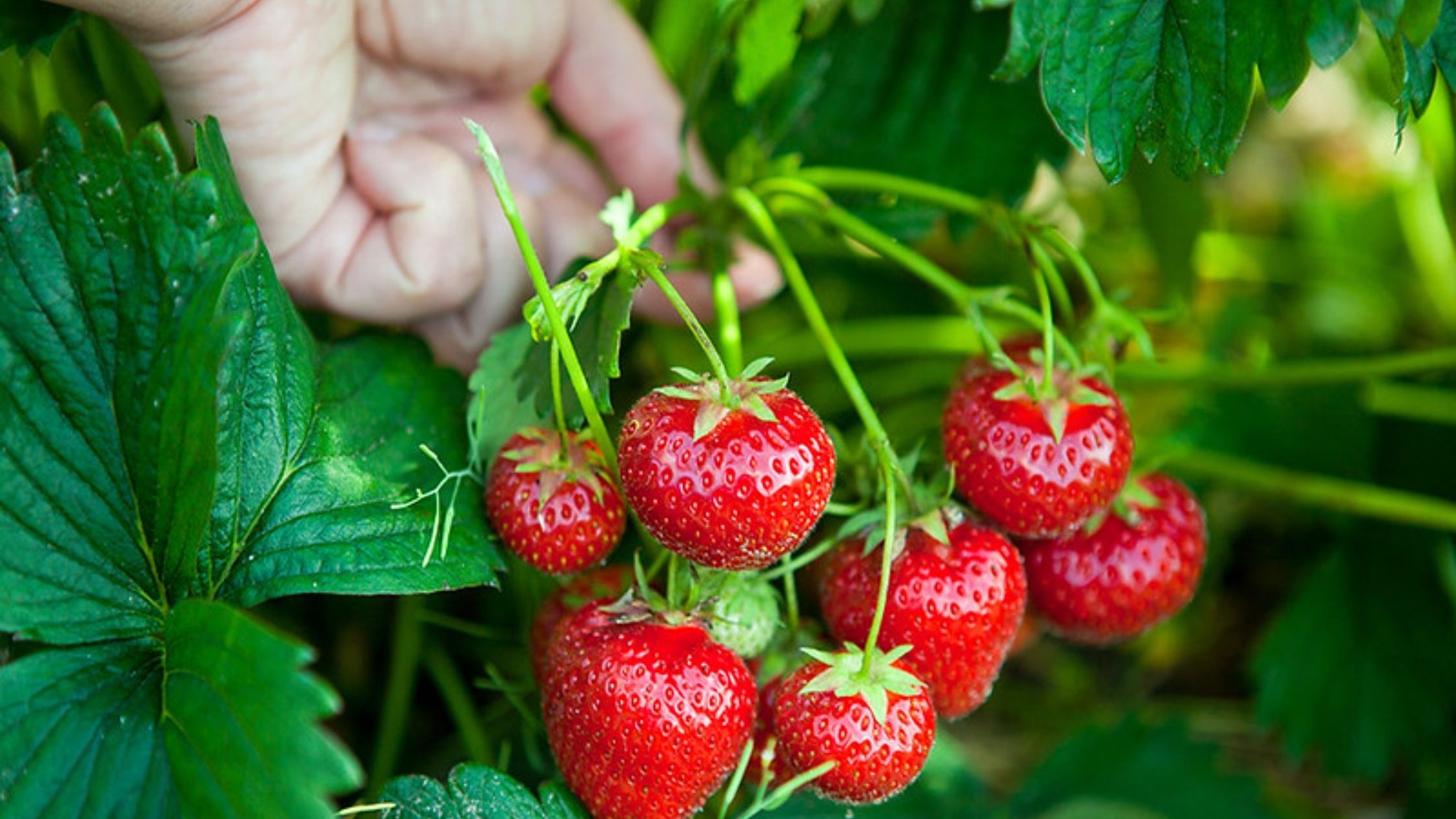Bihar farmer started strawberry cultivation by watching youtube