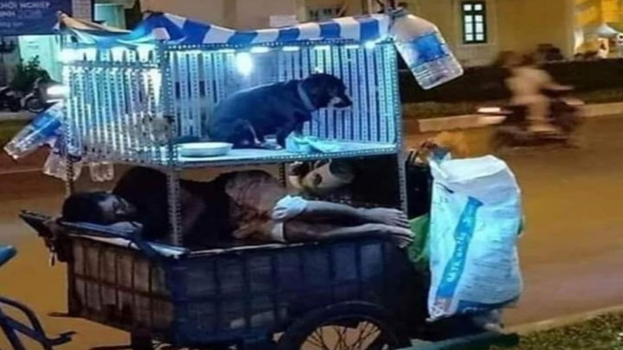 Fantastic home for dogs built on top of a cart