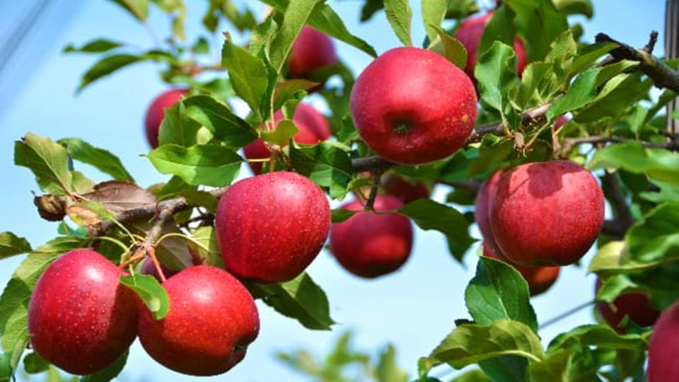 Kashmiri apples to be grown in Bihar