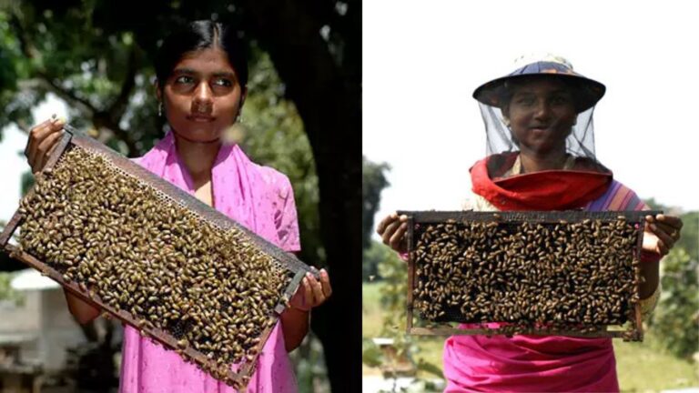 बिहार में शहद की मिठास खोल रही स्‍वरोजगार के द्वार, मधुमक्‍खी पालन से महिलाएं कर रही अच्‍छी कमाई