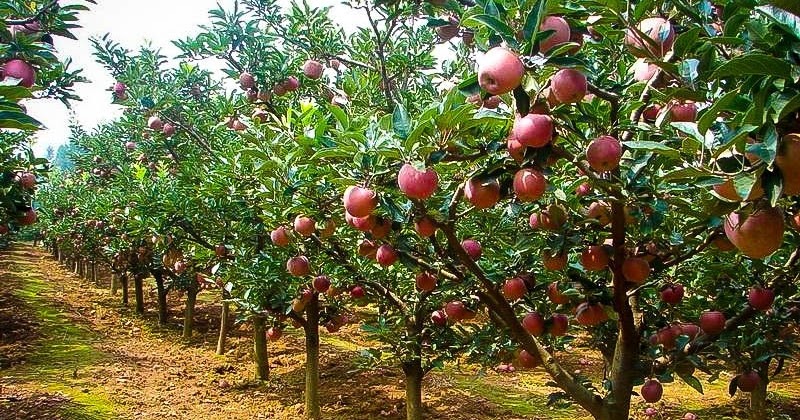 apple plants