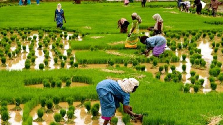 बिहार के इन 10 जिलों के किसानों को होगा फायदा, केंद्र सरकार कराएगी जलवायु अनुकूल खेती