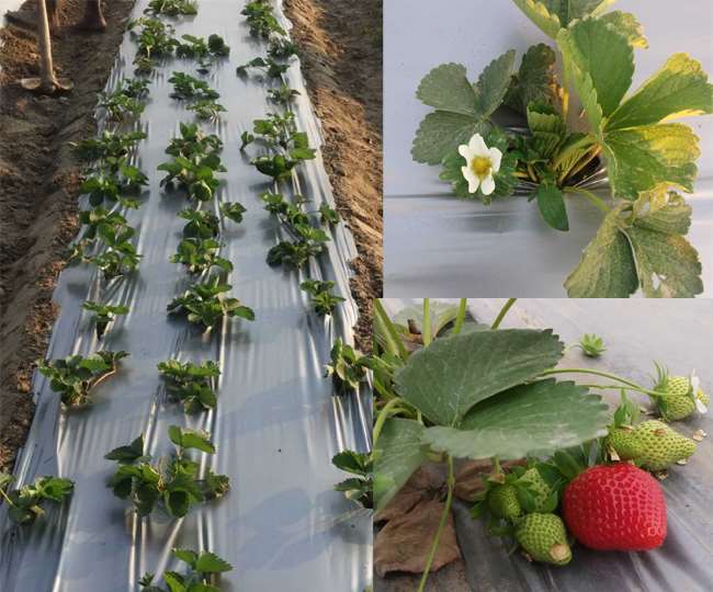 strawberry cultivation