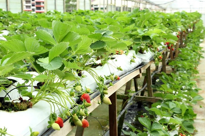 strawberry farming in bihar