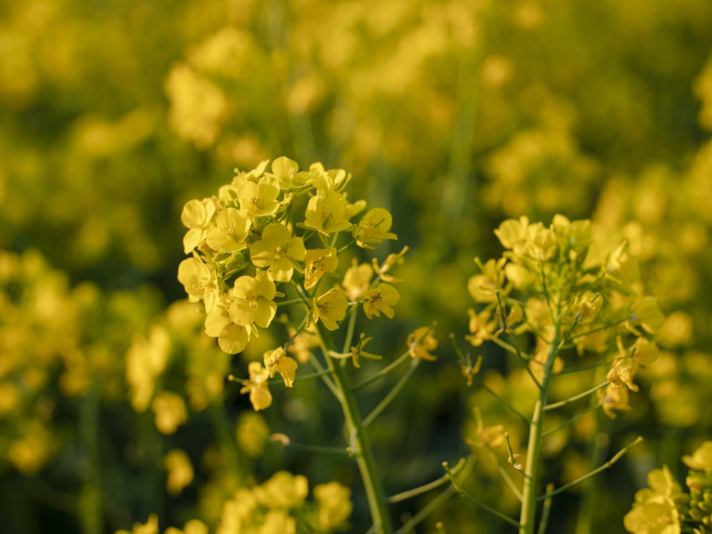 yellow flowers of mustard crop
