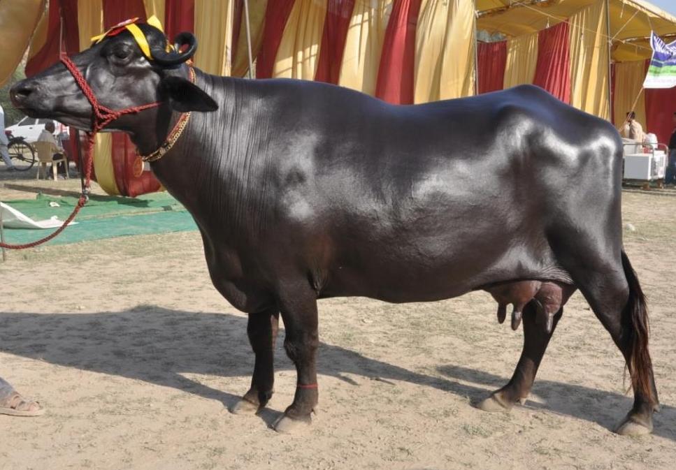 40 percent subsidy will be given on buying Murrah buffalo