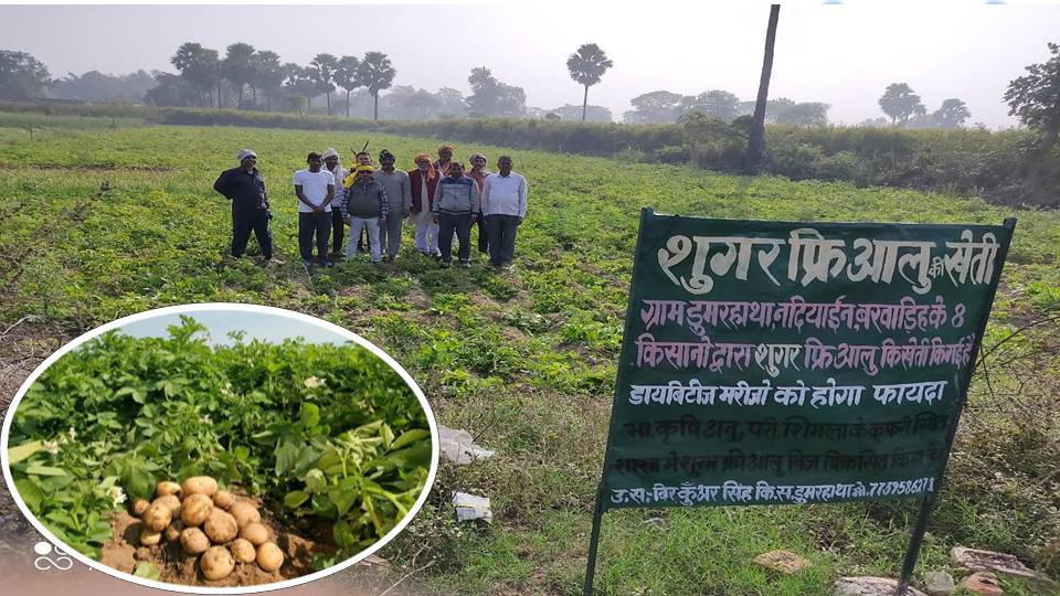 Farmers in Bihar are cultivating sugar free potatoes
