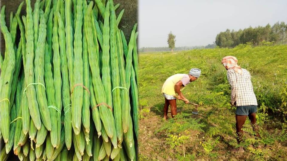 Government will give 50 thousand rupees on drumstick cultivation