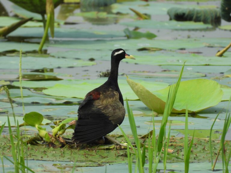 बिहार में पहली बार दिखा यह दुर्लभ पक्षी, पर्वतीय पक्षियों का बसेरा बना यह झील