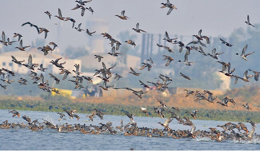 Migratory birds in bihar