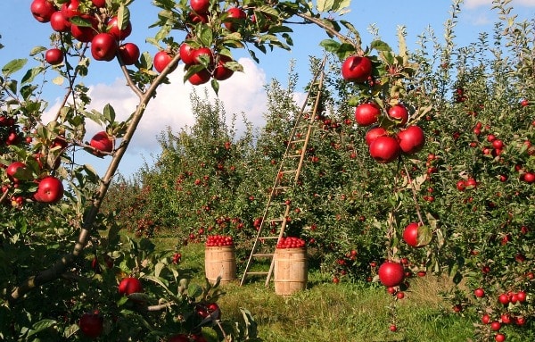 Plan made on apple cultivation in 7 districts