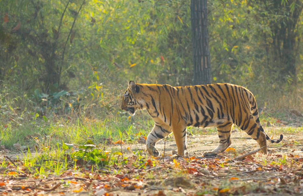 Valmiki Tiger Reserve Bihar
