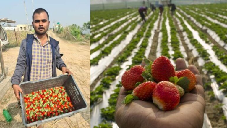 सिविल इंजीनिरयरिंग छोड़ यश ने शुरू की स्ट्राबेरी की खेती, बेच चुके तीन लाख का स्ट्राबेरी