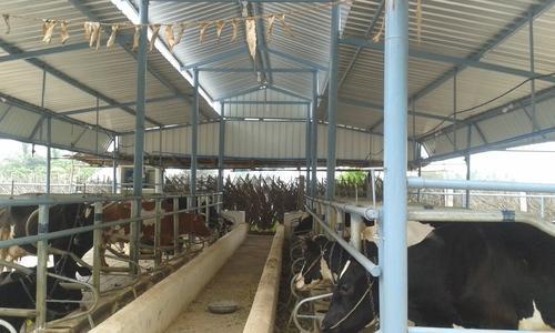 Dairy farm Business: गाय-भैंस के बिना भी शुरू कर सकते है डेयरी का व्यपार, सरकार दे रही है लोन