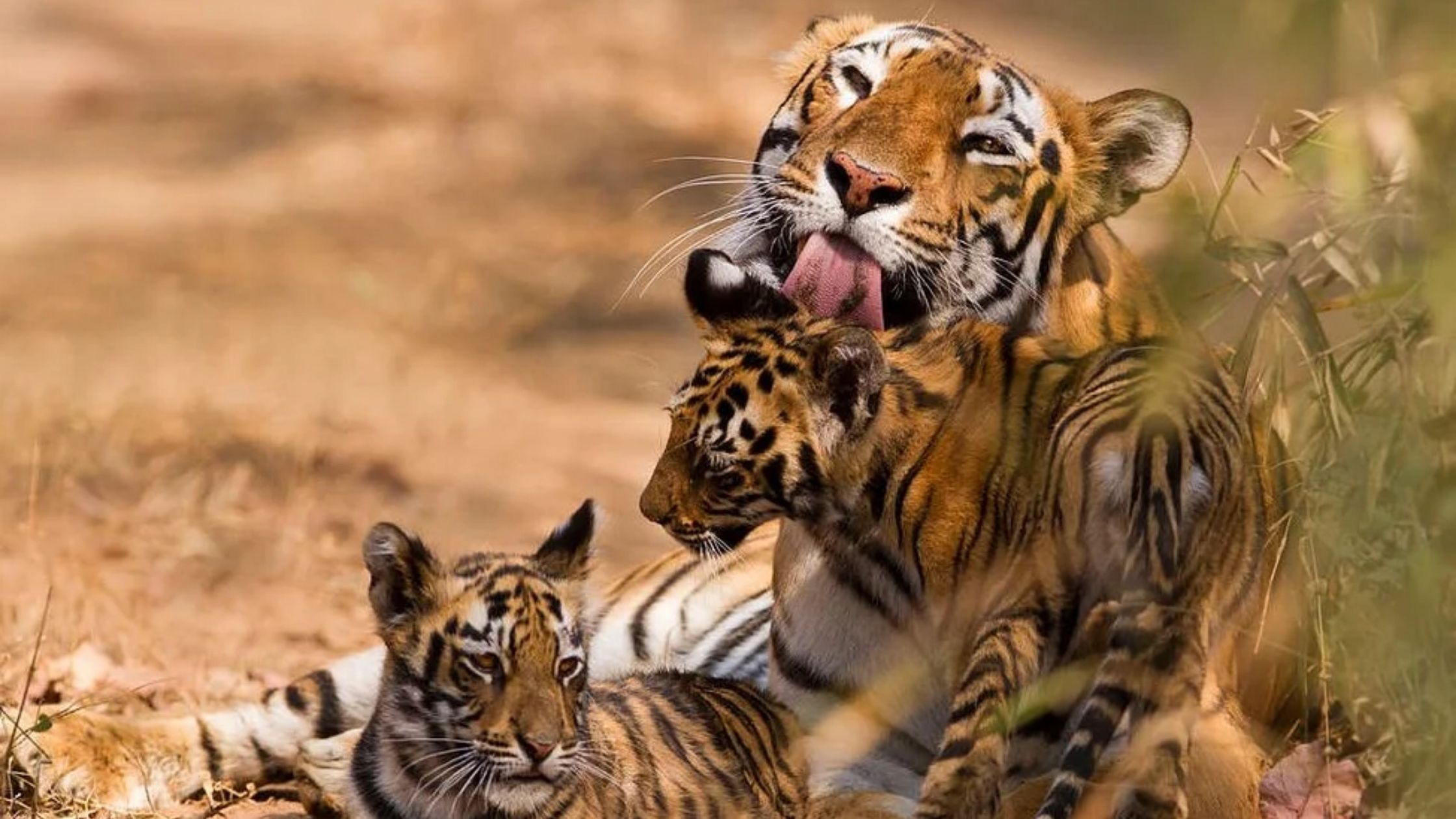 second tiger reserve of bihar in kaimur