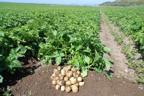 sugar free potatoes farming in bihar