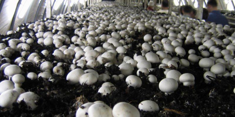 5 tonnes of mushroom yield since December