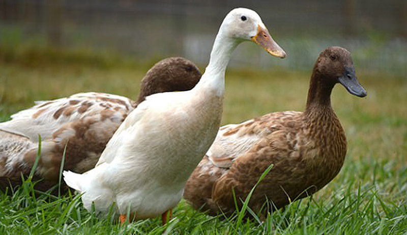 All ducks belong to the Khaki Campbell duck species