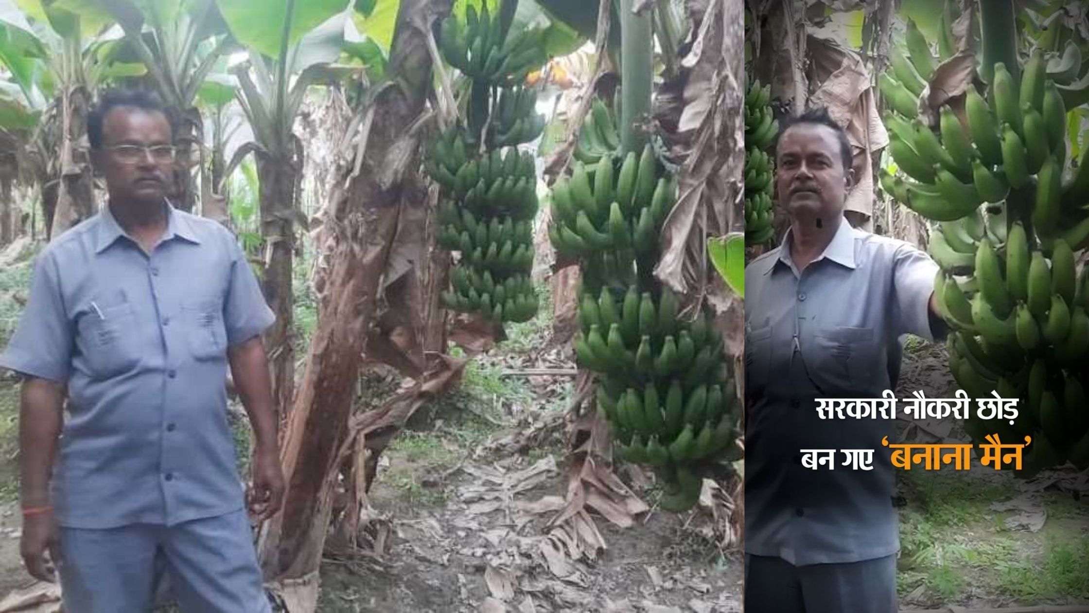 Banana Man of Bihar is leaving the job and doing banana cultivation