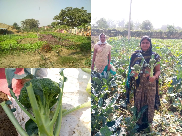 Broccoli cultivation in Bihar
