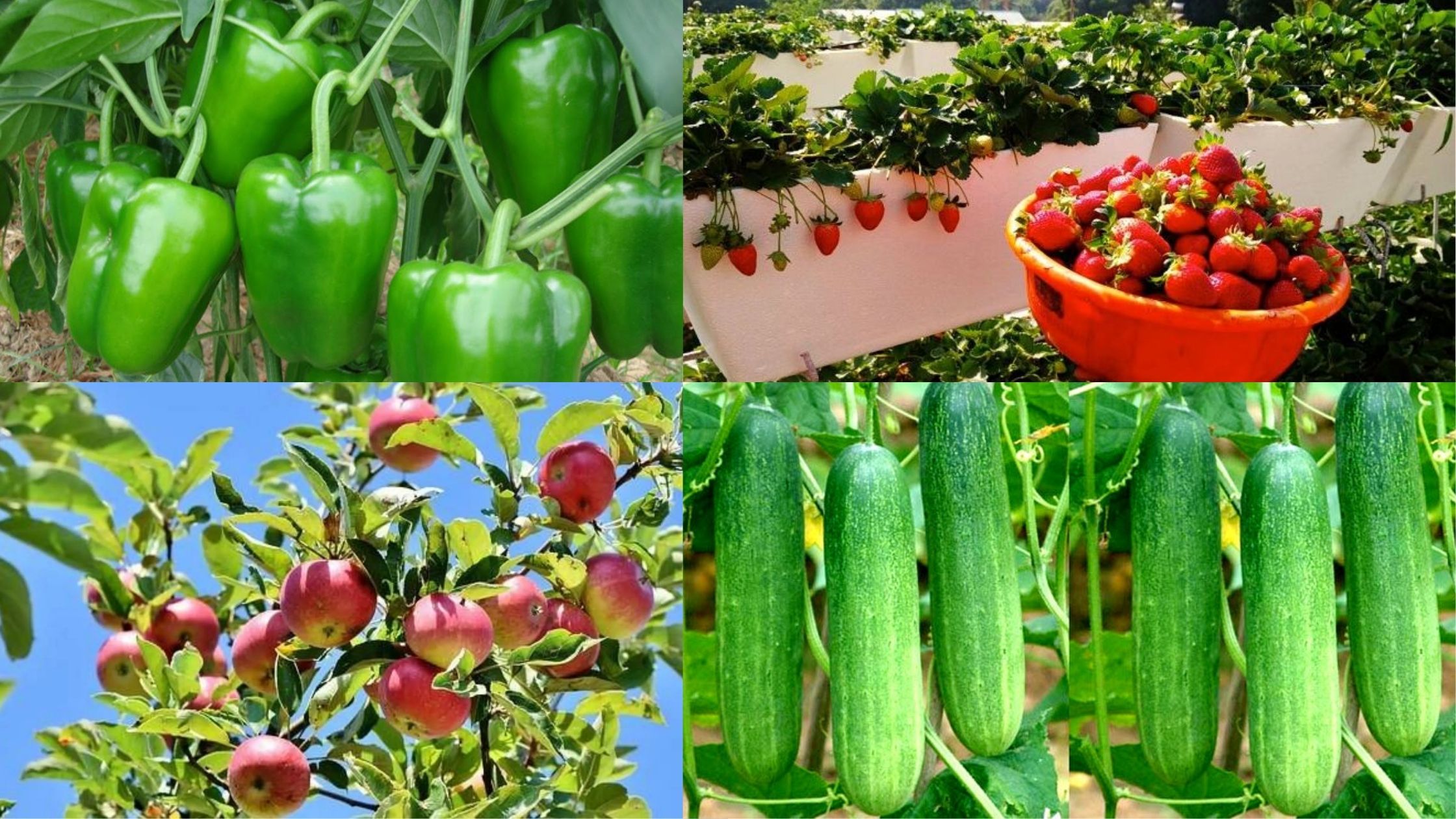 Capsicum Strawberry and Apple will be cultivated in Bihar