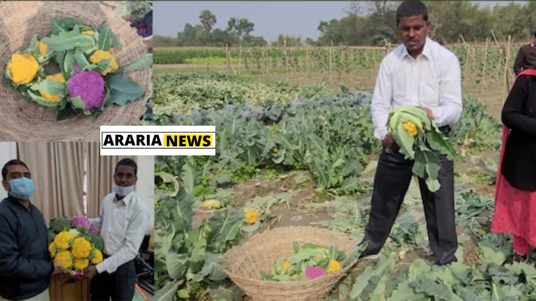 Colorful cabbage cultivation by Purnia farmer Shashi Bhushan Singh