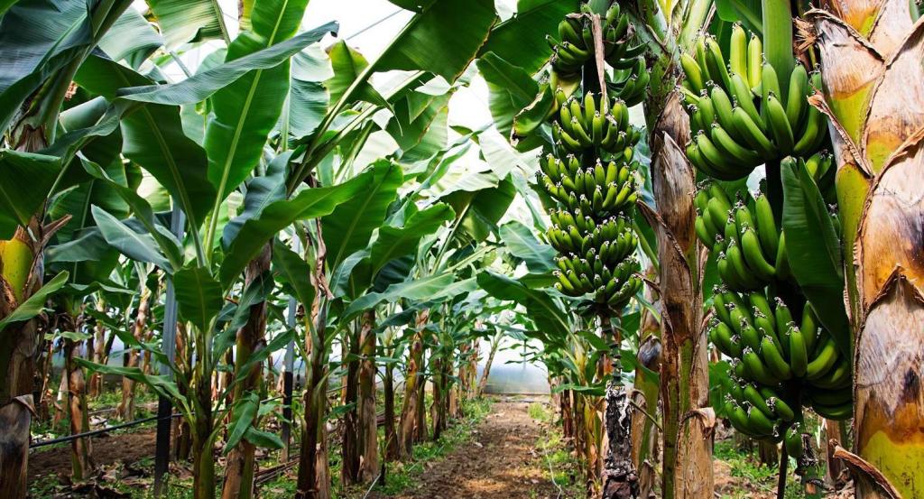 Cultivation of banana twice a season in the same field