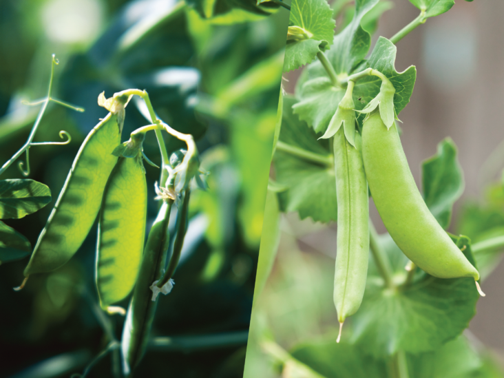 Good profit at low cost in cultivation of salad peas