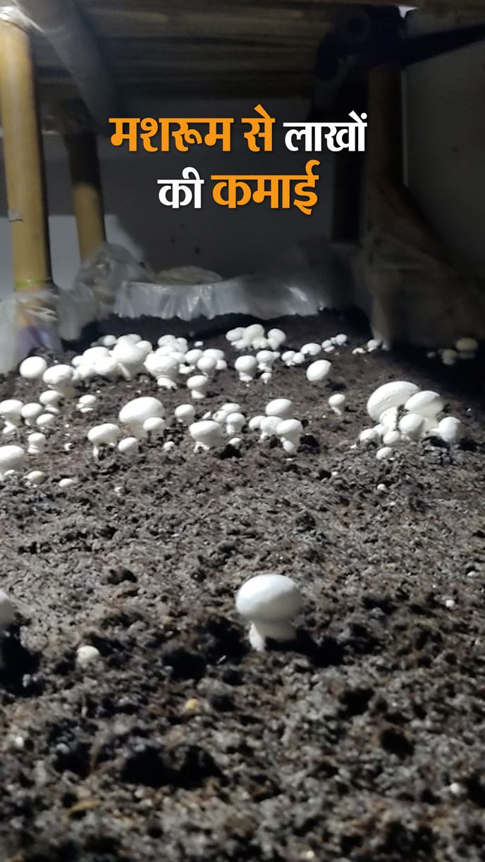 Mushroom farming earns millions
