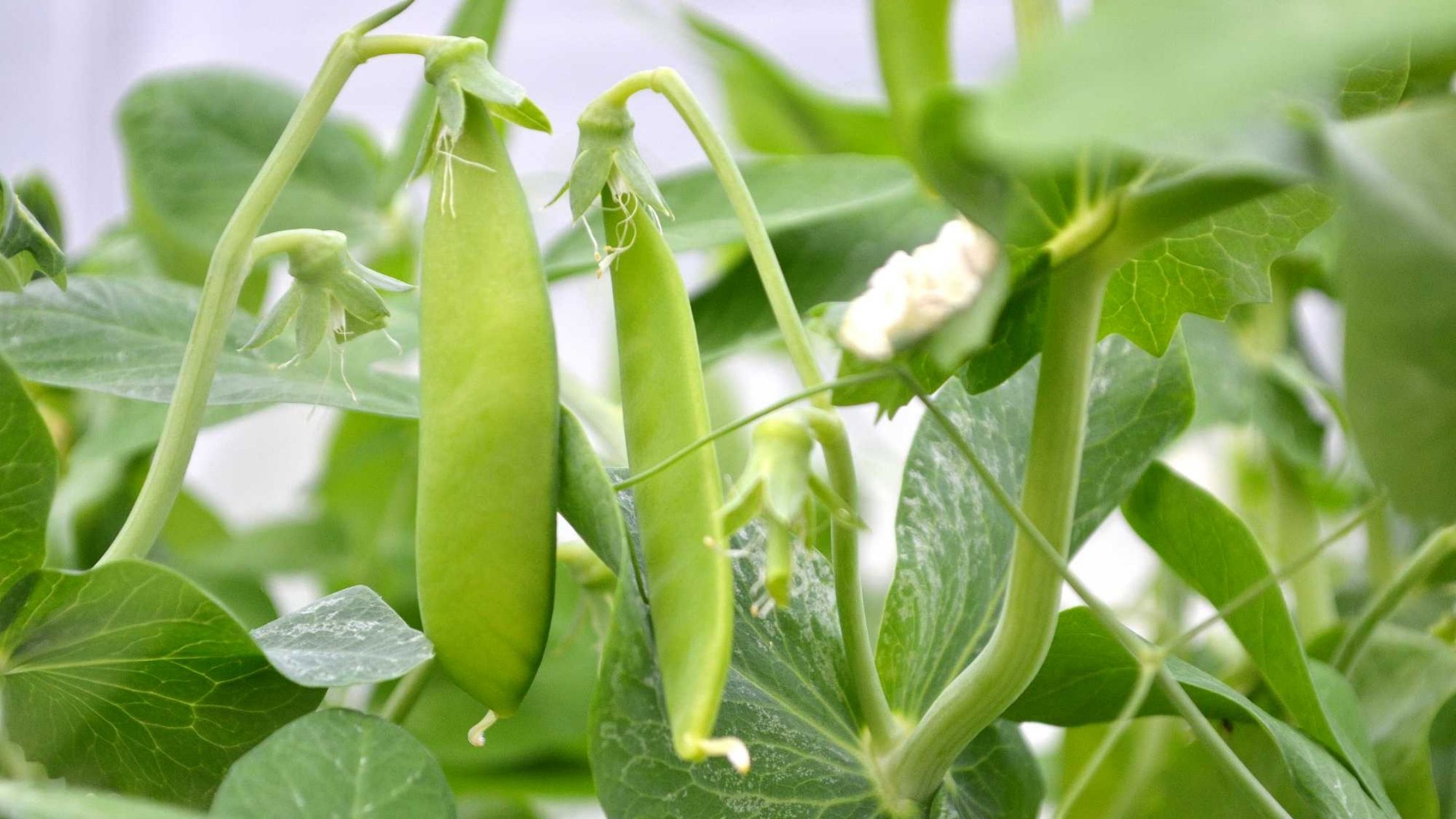 People of Bihar will now take a healthy diet of salad peas