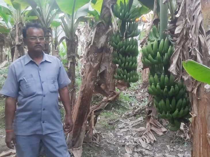 Rameshwar Singh started banana cultivation