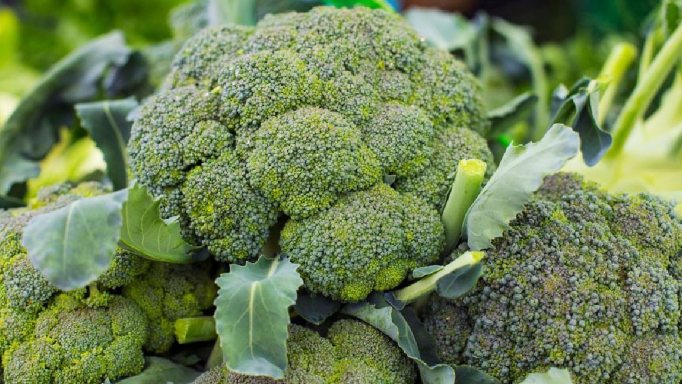 The income of the farmers of Bihar is increasing due to the cultivation of broccoli