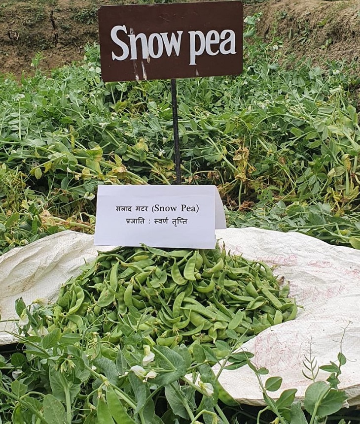 snow pea farming in bihar
