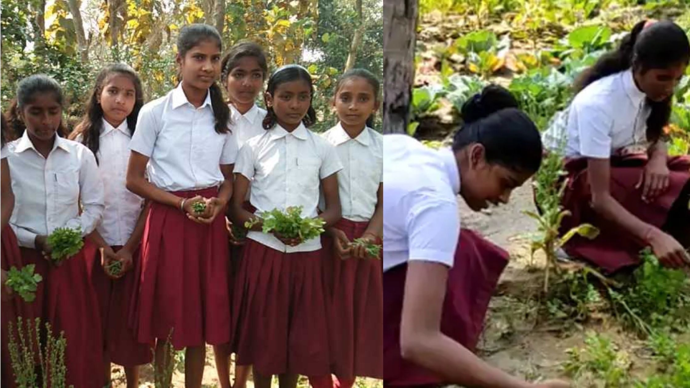 Agriculture education along with studies in this government school of Bihar