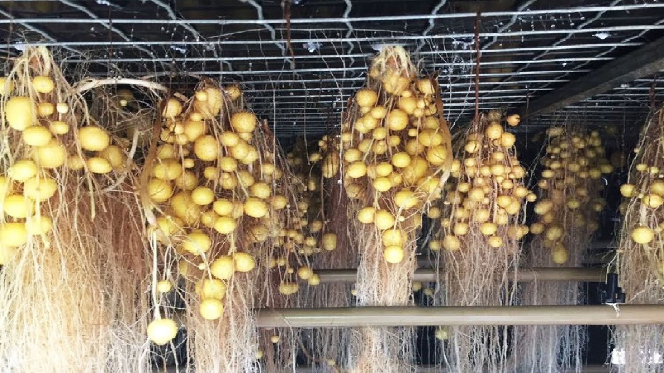 Farmers of Bihar will now grow potatoes in the air