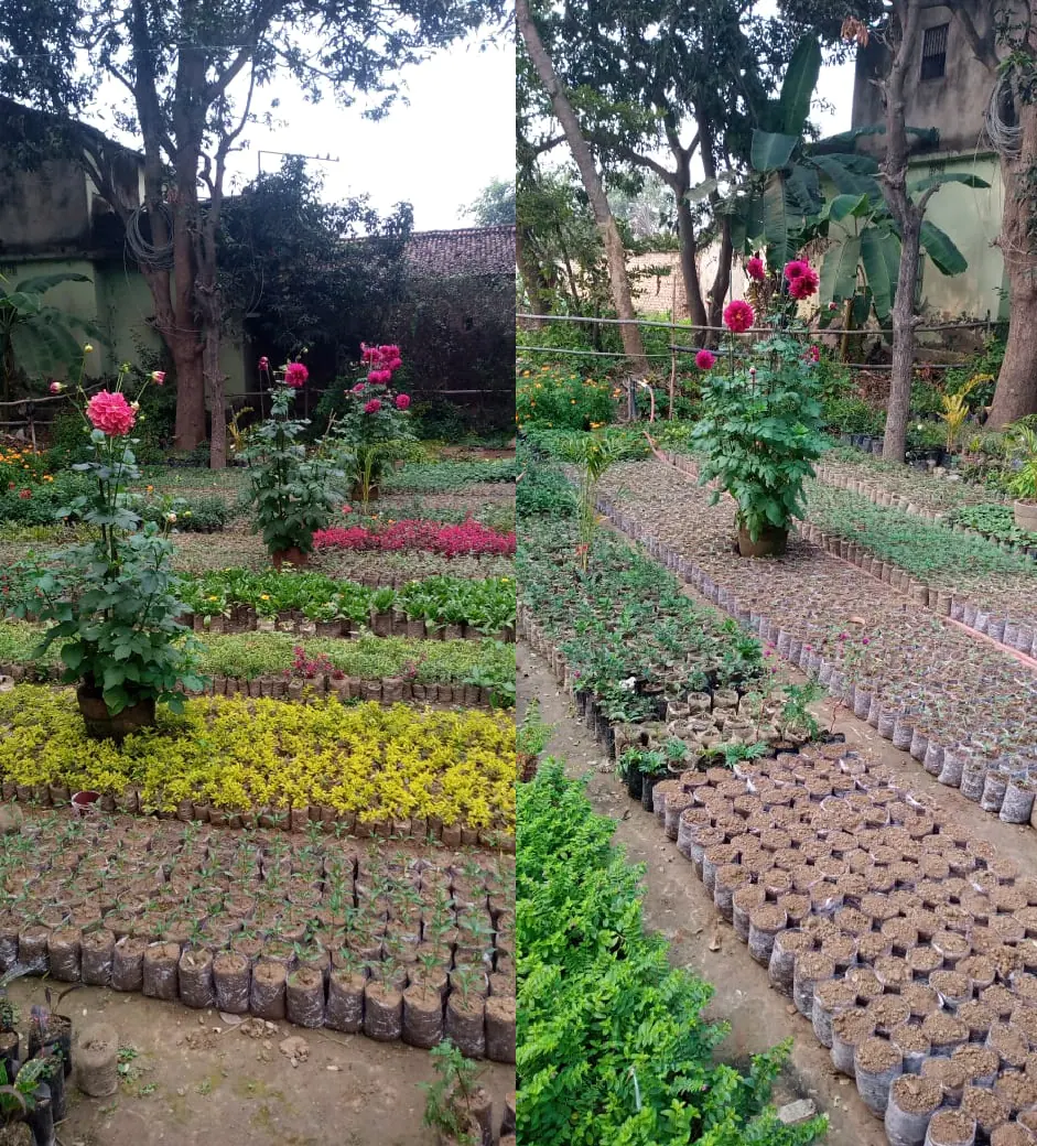 Flower Nursery of Singarpur Village