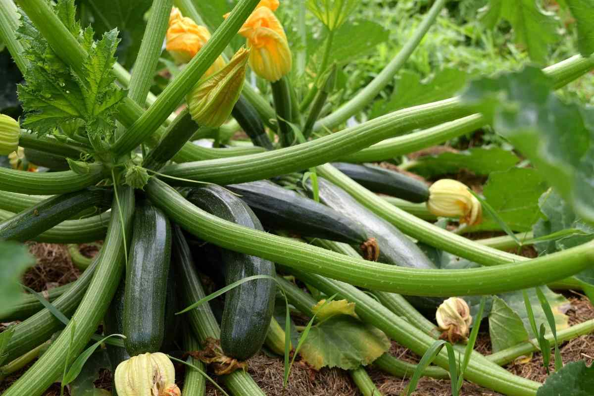 Gunjesh Gunjan is cultivating zucchini