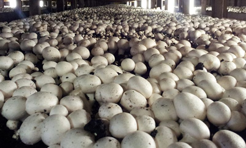 Mushroom cultivation with traditional farming