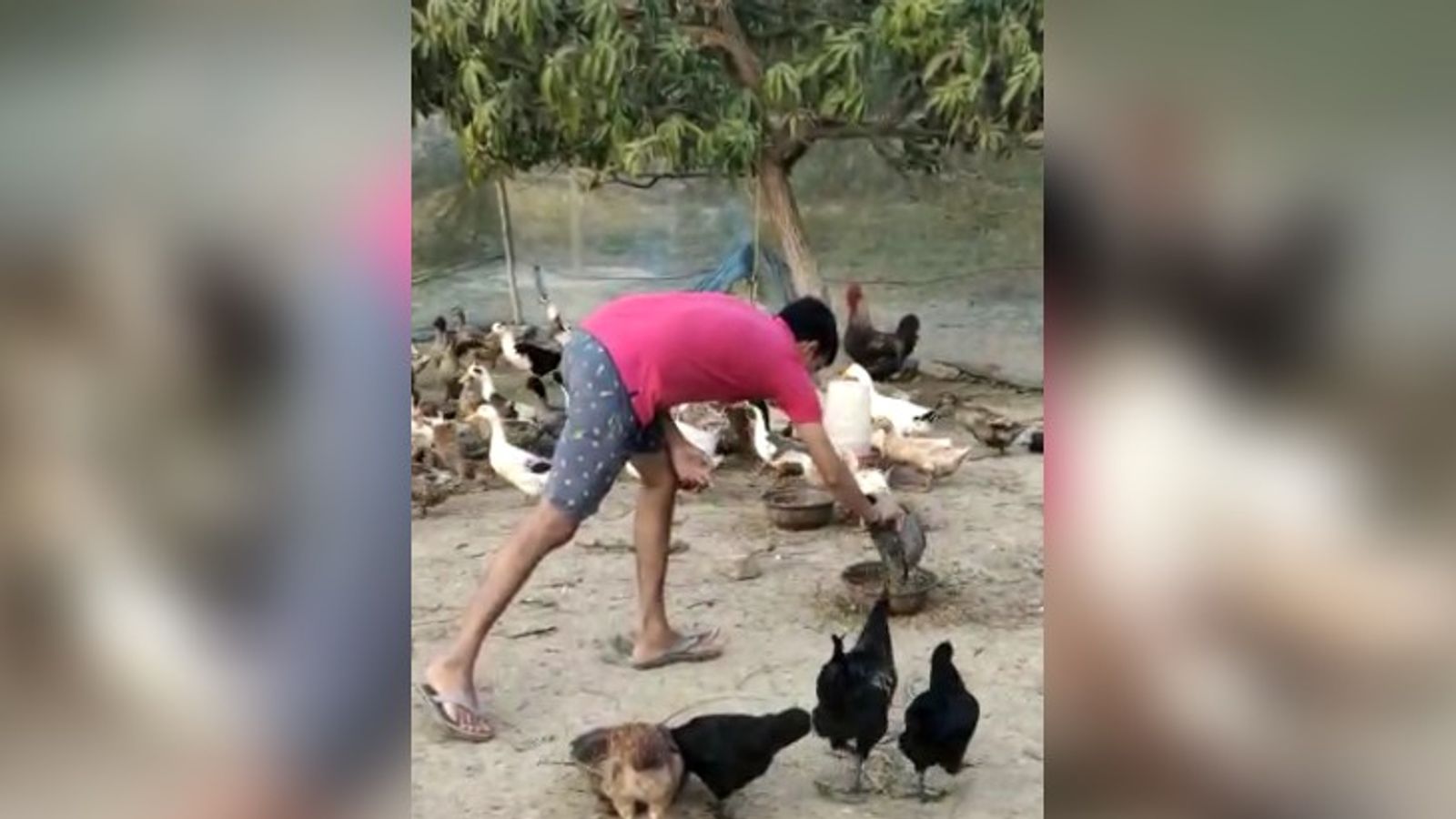 Rahul started his business with 100 ducks