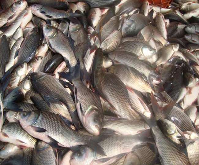 Sisters get married with the earnings of fish farming