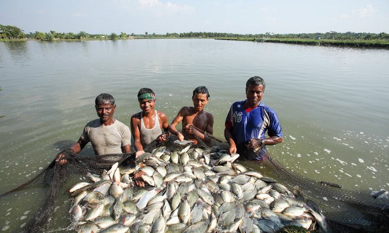 What advice does Vinod give to those who start fish farming