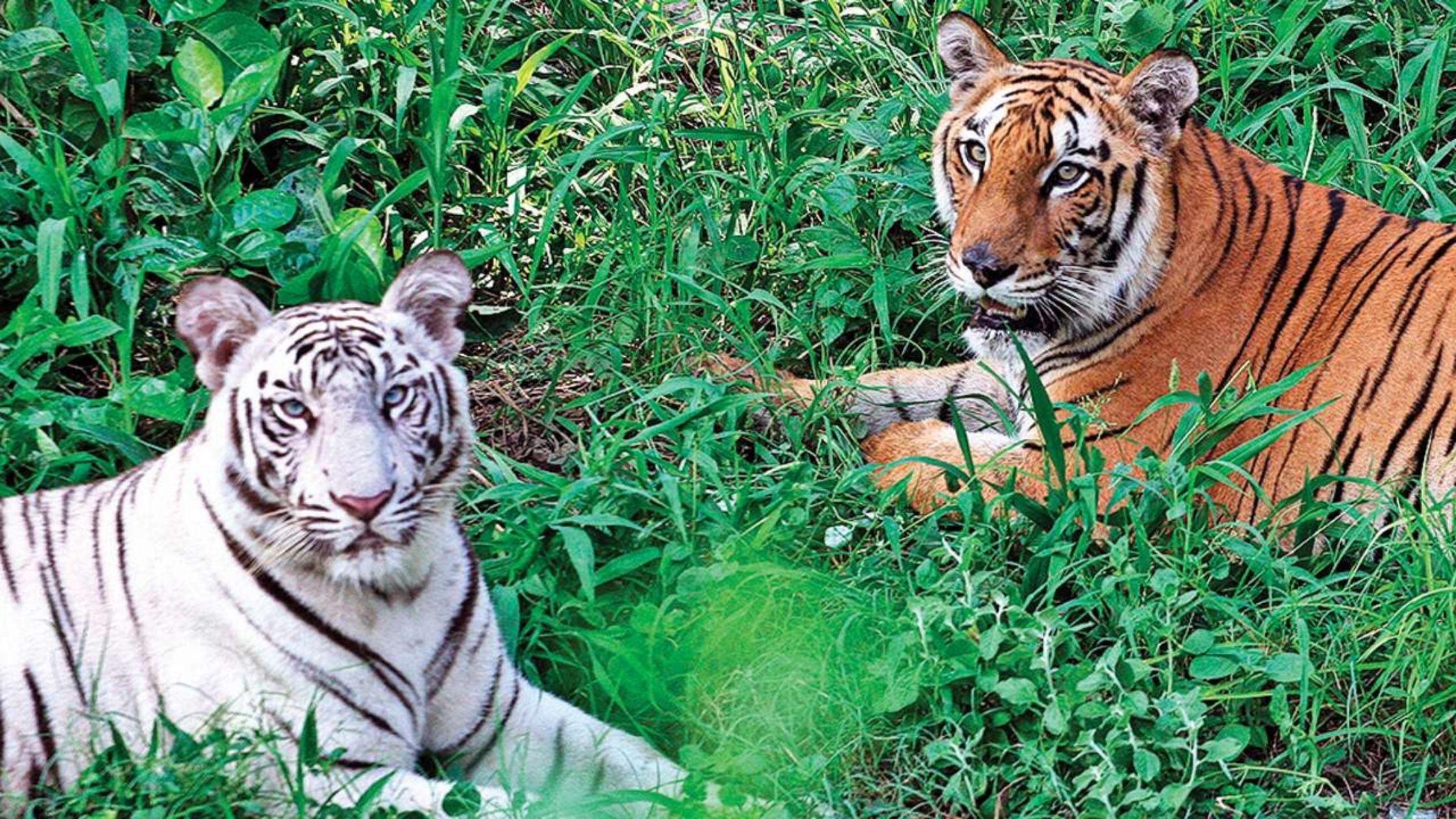 Zoo to be built in Purnia