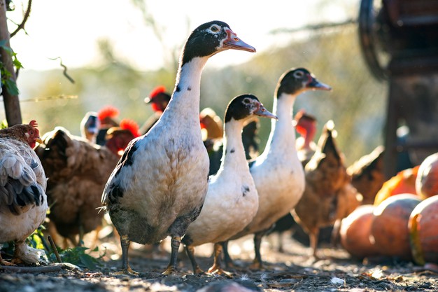 duck farming business idea