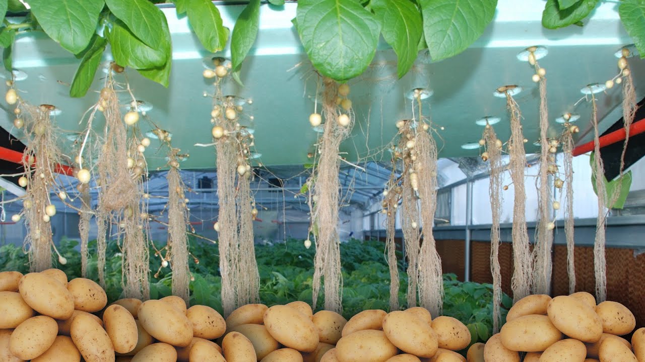 potato cultivation in the air by aeropenic technique in bihar