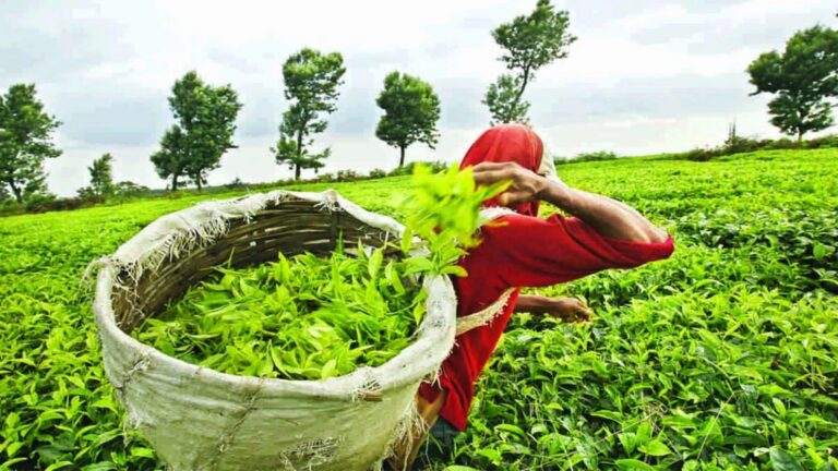 बिहार के चाय को मिलेगी राष्ट्रीय पहचान, जूस और गुड़ इंडस्ट्रीज में आए निवेश के प्रस्ताव
