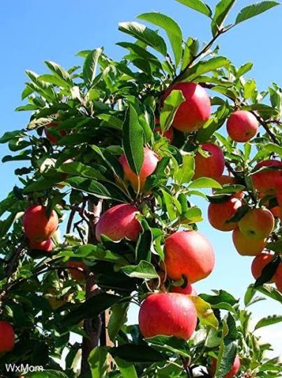Now there will be bumper production of apples in UP-Bihar too