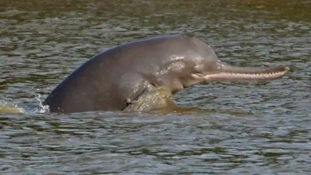 Sand mining will have to be stopped immediately as soon as the dolphin is seen